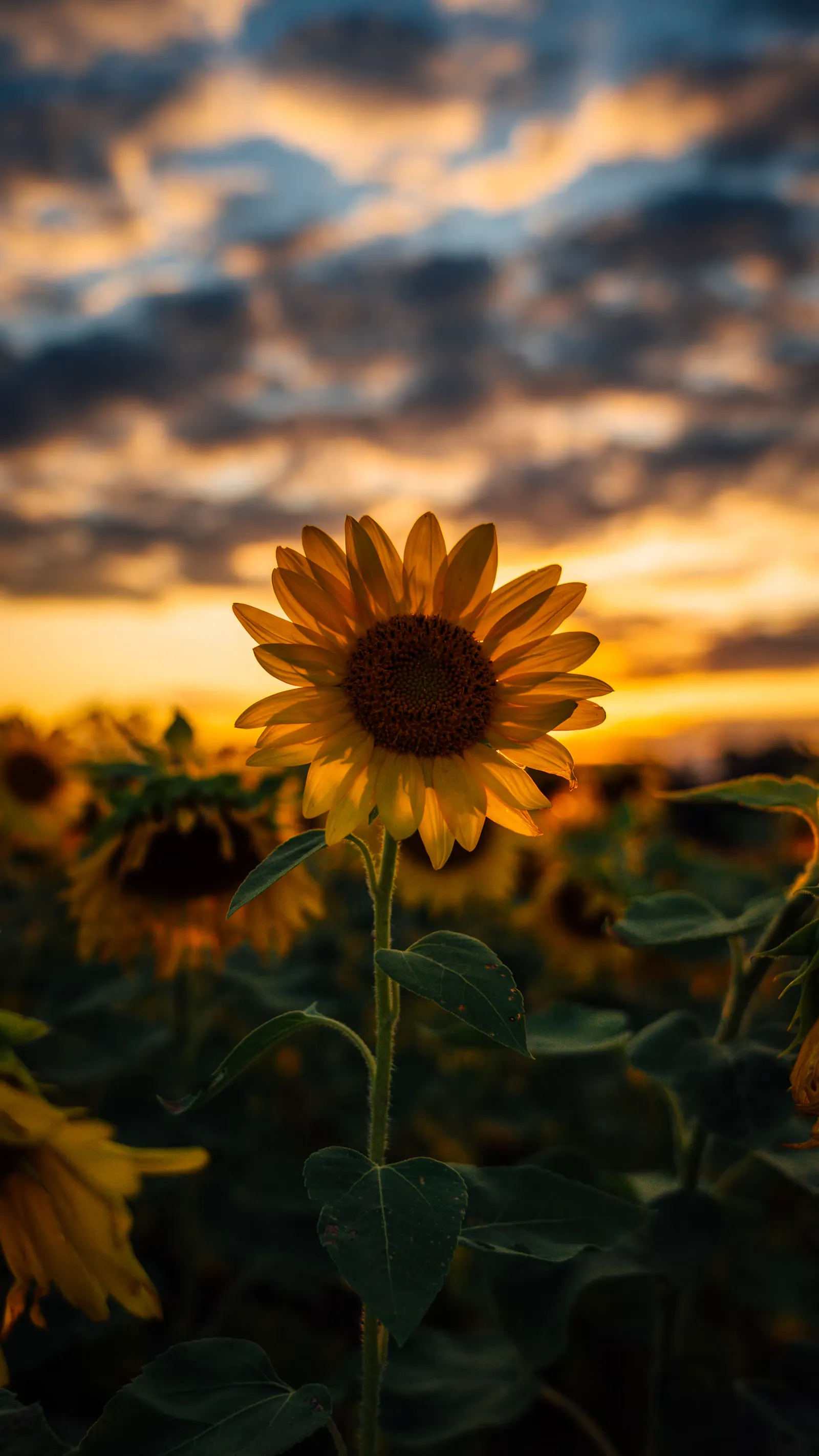 Campo de girasoles amarillos durante la hora dorada