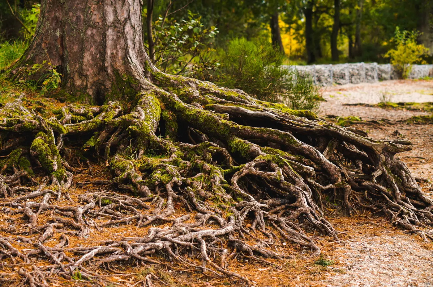 Raíces de árbol cubiertas de musgo en el suelo del bosque