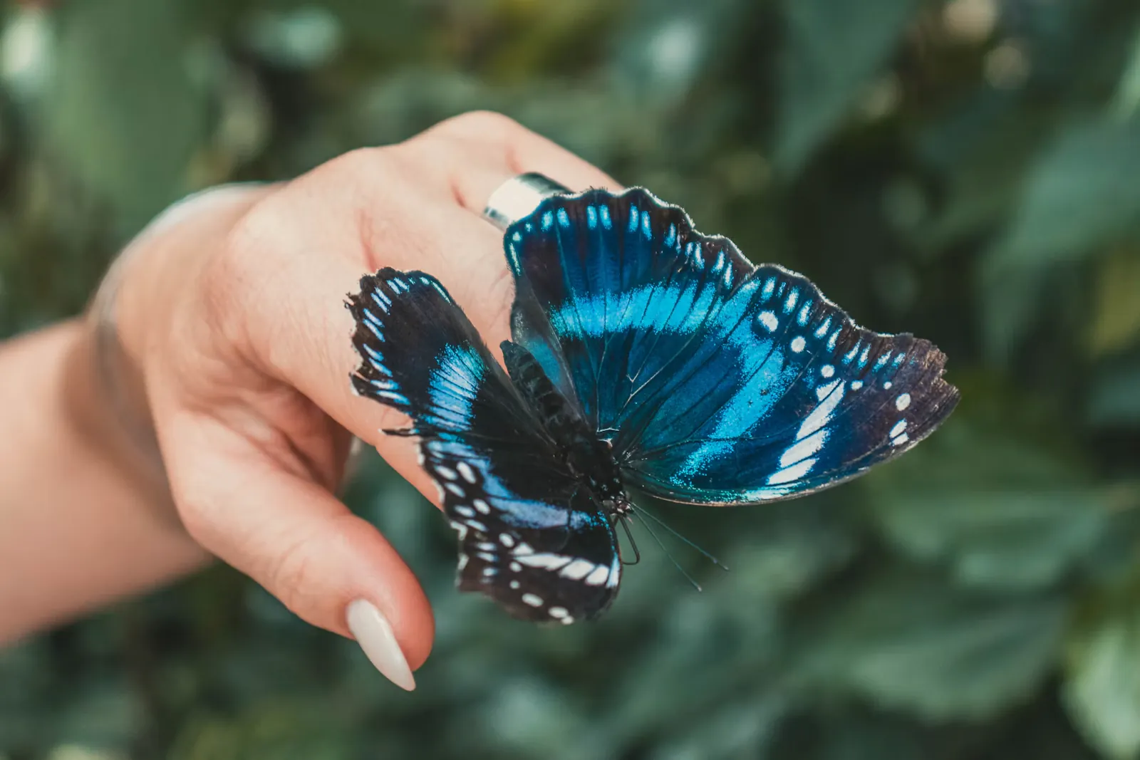 Mariposa azul posada en una mano
